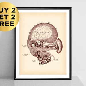 Antique Digestive System Poster, Pancreas Anatomy Art ...