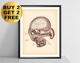 Antique Digestive System Poster, Pancreas Anatomy Art, Gastroenterologist Gift, Vintage Medical Art, Doctor Office Decor