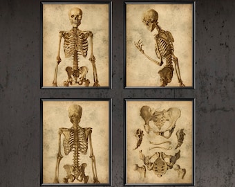 アンティーク解剖図 大判アート作品 アンティーク解剖図 大判アート作品 Amazon.co.jp: CYPGTBCK