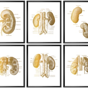 Nierenanatomie 6 Poster, Goldene Anatomie Kunst, Dermatologische Kunst, Medizinisches Kunstwerk, Dermatologen Geschenk, Urologen Geschenk, ChirurgEn Geschenk