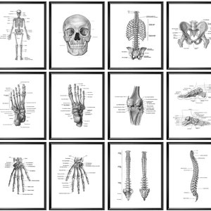 12 Skeletal System Anatomical Chart, Skeleton Anatomy Poster, Skull, Pelvis, Rib Cage, Foot Bones, Hand Bones, Chiropractic Wall Art