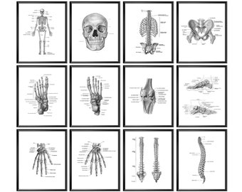 Può includere: Un set di 10 illustrazioni anatomiche dello scheletro umano, tra cui il cranio, la colonna vertebrale, la gabbia toracica, il bacino, la mano, il piede, il ginocchio e la caviglia. Ogni illustrazione è etichettata con i nomi delle ossa e delle articolazioni.