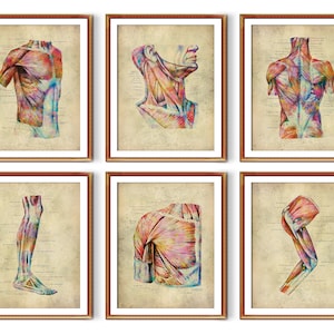 6 Vintage Human Anatomy Posters Muscles Art Medical Art Muscular System Diagram Massage Room Decor Surgeon Gift Physiotherapist Gift