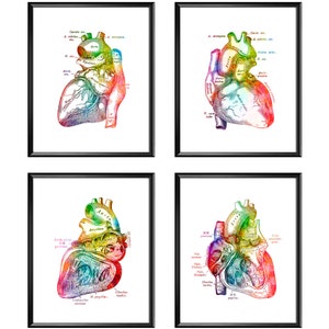4 Anatomical Heart Poster Anatomy Art Cardiology Art Medical Art Heart Specialist Gift Cardiologist Gift Surgeon Office Decor Physiotherapy