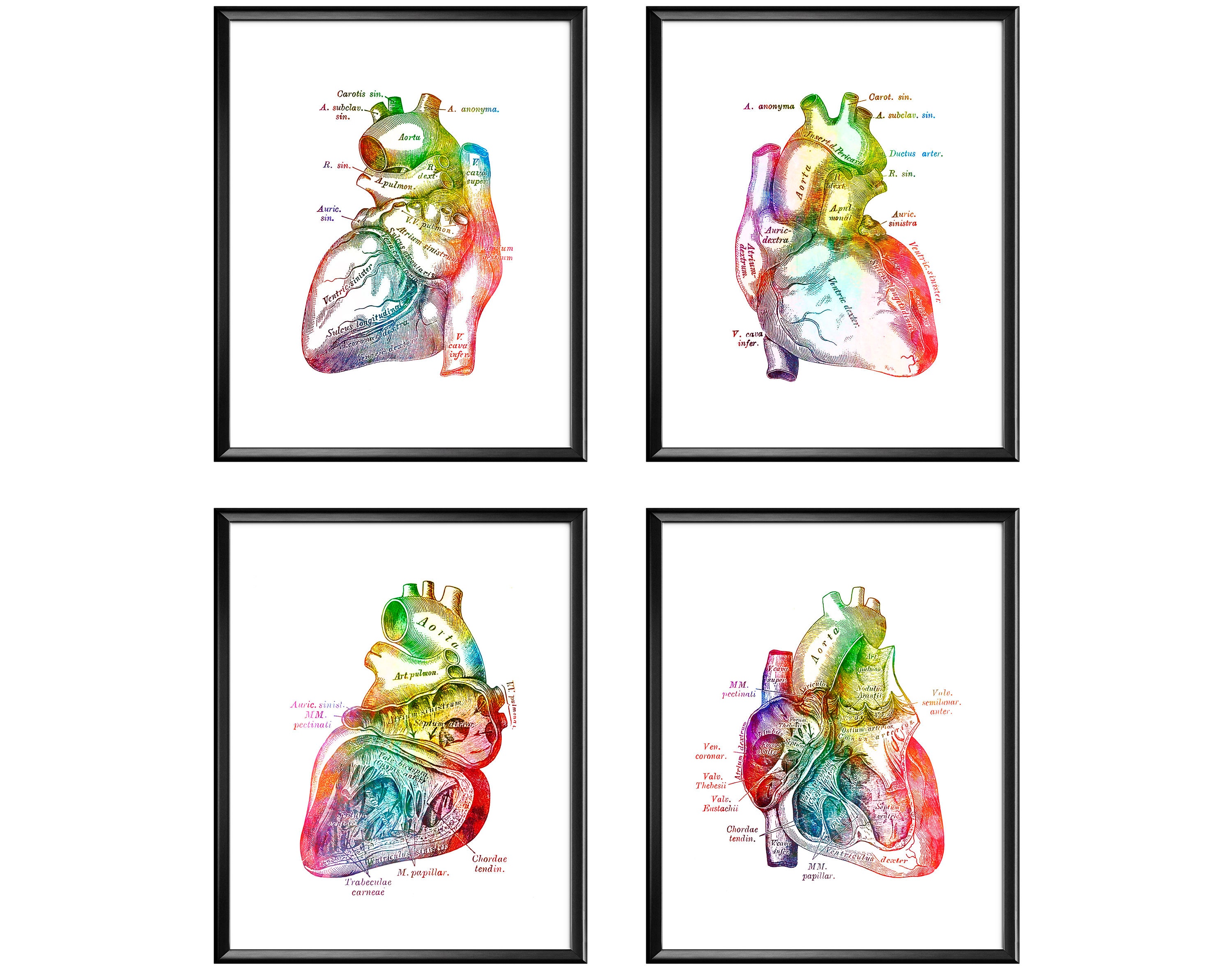 4 Anatomical Heart Poster Anatomy Art Cardiology Art Medical Art Heart ...