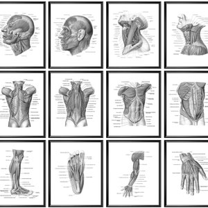12 Anatomical Poster Muscular System Structure Facial Muscles Torso Muscles Hand Muscles Foot Muscles Diagram Massage Therapist Gift