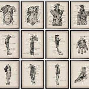 12 Anatomical Human Body Posters Vintage Anatomy Art Muscular System Diagram Surgeon Office Decor Massage Therapist Gift Medical Artwork