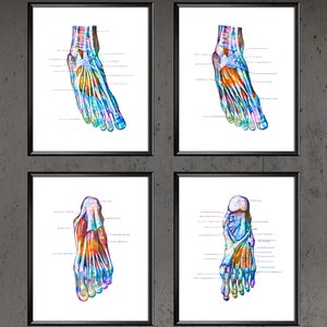 4 Anatomical Foot Watercolor Art Podiatrist Gift Orthopedist Gift Doctor Office Decor Clinic Wall Art Chiropractor Gift Medicine Poster