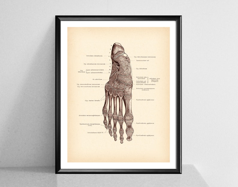 Anatomical Human Foot Print Vintage Anatomy Art Podiatry Etsy