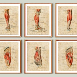 Foot Muscle Anatomy Poster Set of 6 Podiatry Vintage Art Medical Poster Orthopedic Gift Podiatrist Gift Doctor Office Wall Decor Medical Art