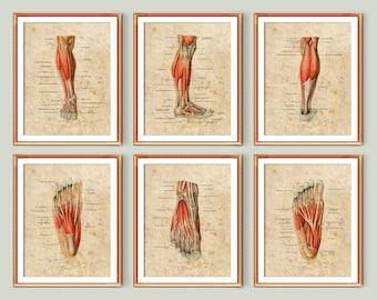 Può includere: Sei illustrazioni anatomiche vintage dei muscoli della gamba e del piede umani. Ogni illustrazione è incorniciata da una cornice rossa e presenta disegni dettagliati dei muscoli, dei tendini e delle ossa della parte inferiore della gamba e del piede. Le illustrazioni sono etichettate con termini anatomici in un font vintage.