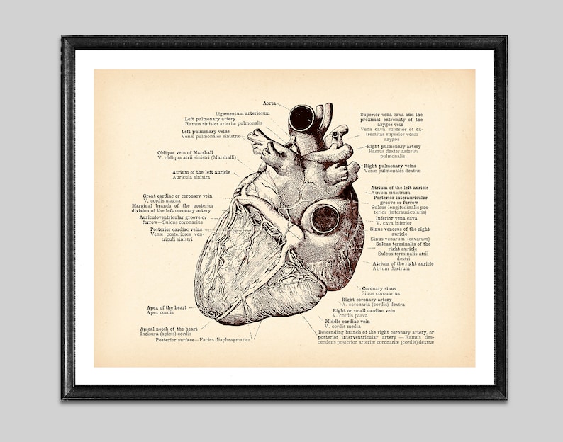 Human Anatomical Heart Vintage Poster Medical Art Antique - Etsy