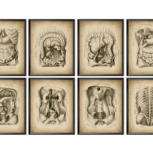 8 Vintage Abdomen and Pelvis Anatomy Posters Abdominal Area Organs Drawing Thorax Anatomy Medical Wall Decor Surgeon Office Gift Clinic Art