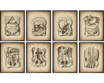 8 Vintage Abdomen and Pelvis Anatomy Posters Abdominal Area Organs Drawing Thorax Anatomy Medical Wall Decor Surgeon Office Gift Clinic Art