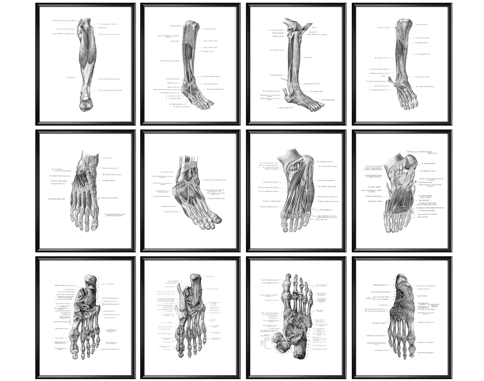 12 Foot Anatomy Poster Human Limb Physiology Podiatry Art Etsy