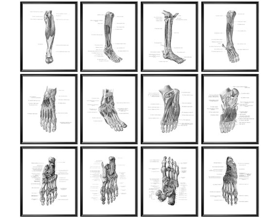 voet anatomie poster menselijke ledemaat - Etsy