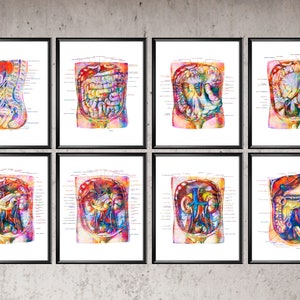 Abdomen Anatomy Poster, Human Internal Organs Prints, Labeled Abdominal Organs, Medical Art, Med School Decor, Clinic Wall Art, Doctor Gift