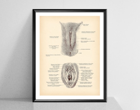 Porno bumblebees kamming Klitoris va vulva massaji