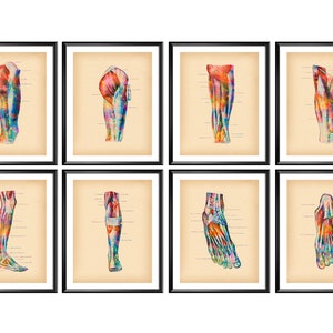 8 Human Foot Muscle Posters Watercolor Anatomy Art Podiatrist Gift Medical Artwork Massage Clinic Wall Decor Surgeon Art Physiology Art