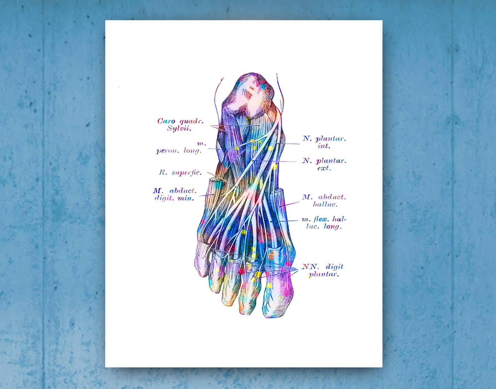 Podiatry Art Foot Muscles Anatomy Print Medical Poster Etsy