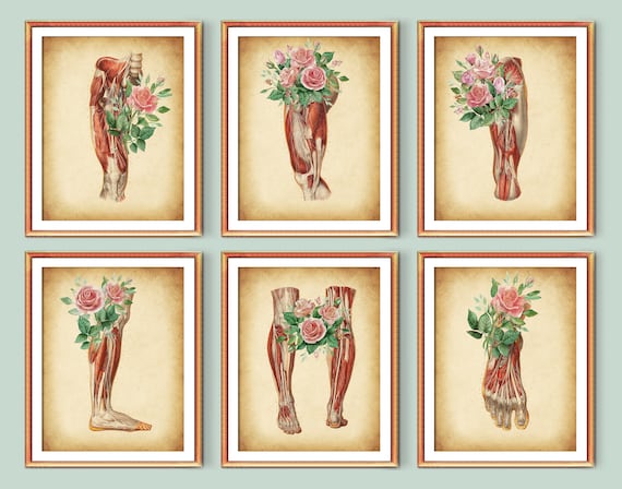 6 Floral Foot Anatomy Art Vintage Podiatry Foot Muscles Art - Etsy
