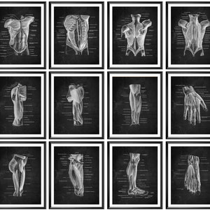 May include: A set of 12 black and white anatomical illustrations of the human body. Each illustration shows a different part of the body, including the chest, arms, legs, and hands. The illustrations are labeled with the names of the muscles.
