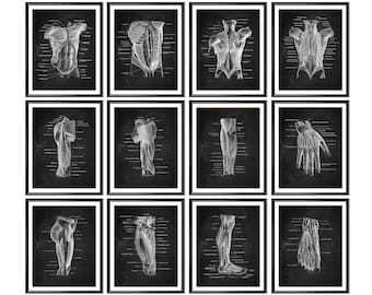 Human Body Diagram Muscles Anatomy Chalkboard Art Medical Art Medicine Poster Surgery Art Massage Therapy Print Doctor Gift