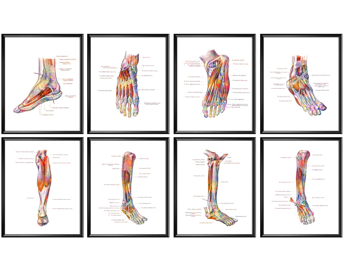 Foot Anatomy Posters Podiatry Art Medical Decor Muscles and Etsy