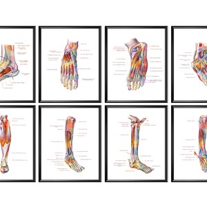 Foot Anatomy Posters Podiatry Art Medical Decor Muscles and Bones of Foot Surgical Anatomy Print Clinic Decor Orthopedic Doctor Gift