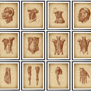 12 Major Muscles Human Anatomy Vintage Posters Labeled Human Body Diagram Facial Muscles Torso Muscles Hand Muscles Leg Muscles Structure