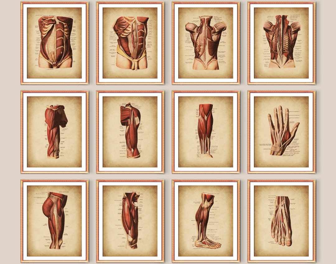 Vintage Anatomy Poster Set 12 Human Physiology Art Muscular System ...