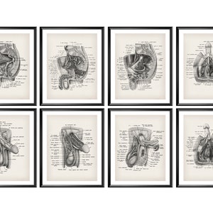 8 Vintage Male Reproductive System Anatomy Poster Medical Art Physiology Art Urologist Office Art Urinary System Diagram Male Genital System