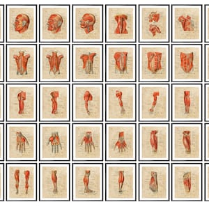40 Muscle Anatomy Vintage Posters Musculoskeletal Structure Art Orthopedic Anatomy Diagram Medical Art Massage Clinic Decor Surgeon Decor