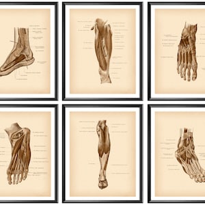 Foot Anatomy Poster Vintage Anatomy Art Podiatry Print Orthopedic Gift Chiropractor Gift Surgeon Gift Clinic Wall Decor Med School Art