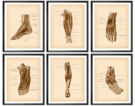 Foot Anatomy Poster Vintage Anatomy Art Podiatry Print | Etsy