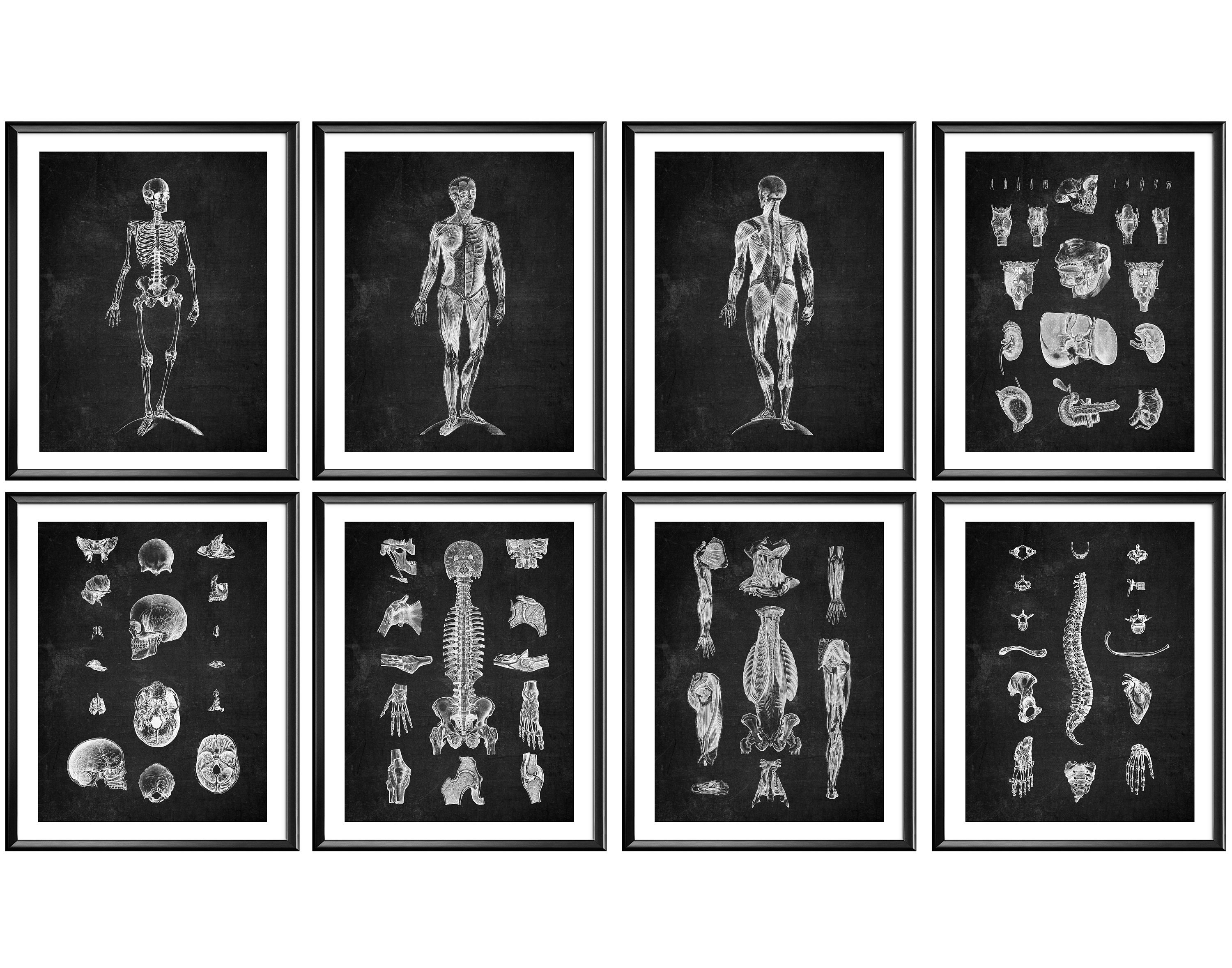 Anatomy Print Set of 8 Chalk Board Art Skeleton Print Muscular System