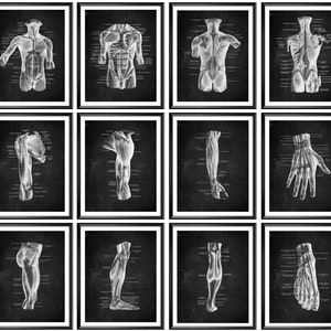 12 Anatomy Muscular System Art Medical Poster Chalkboard Art Human Physiology Art Physical Therapist Gift Massage Clinic Wall Art Fitness