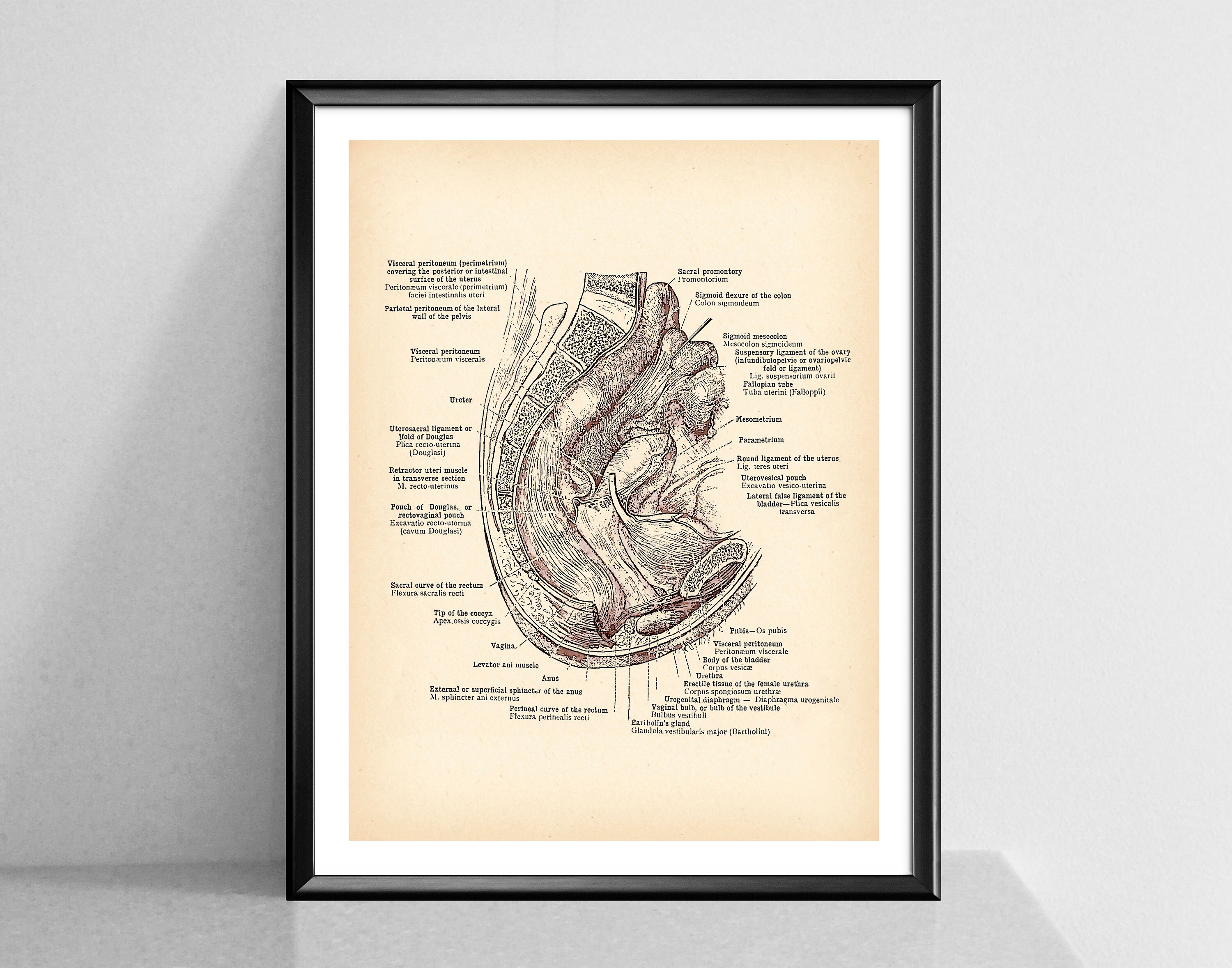 Vagina Print Female Genital Organs Vintage Anatomy Poster - Etsy