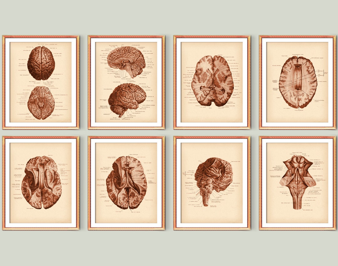 Illustratie Van Het De Anatomie De Vectorbeeldverhaal Van Het De Anatomie Vectorbeeldverhaal Meisjeslichaam Vrouwelijk Spier Skeletachtig Bloedsomloop Zenuwachtig En 113779162