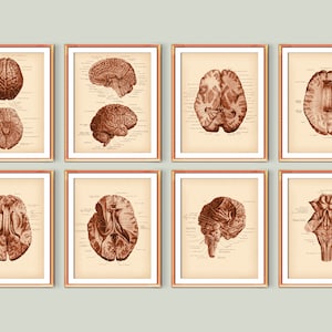 Neuroanatomy Posters Vintage Medical Art Human Brain Anatomy Diagram Doctor Office Decor Neurologist Gift Scientist Gift Medicine Printable