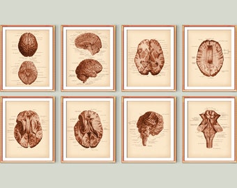 Neuroanatomy Posters Vintage Medical Art Human Brain Anatomy Diagram Doctor Office Decor Neurologist Gift Scientist Gift Medicine Printable