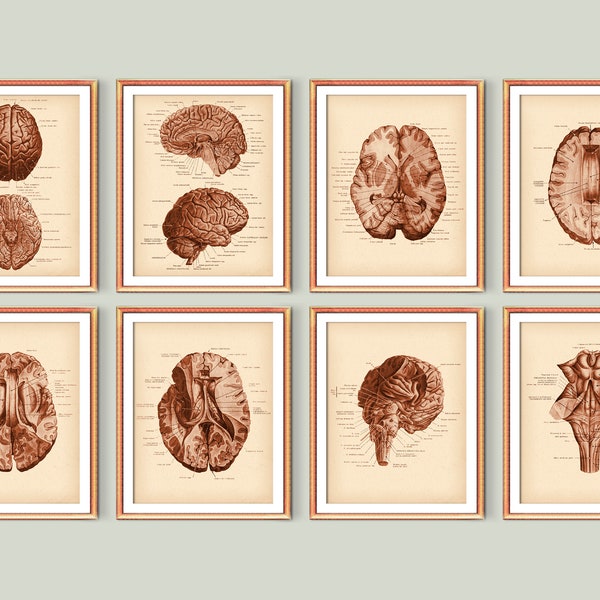 Neuroanatomie Affiches vintage Art Médical Cerveau Humain Anatomie Schéma Docteur Bureau Décor Neurologue Cadeau Scientifique Cadeau Médecine Imprimable