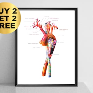 Abdominal Aorta Poster Aorta Anatomy Art Medical Anatomy Art Aortic Arch Decor Human Arterial System Cardiologist Gift Clinic Decor