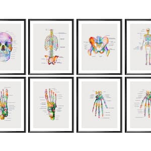 Skeletal Bones Anatomy Poster Set of 8 Chiropractic Art Medical Poster Orthopedist Gift Surgeon Gift Doctor Office Decor Medicine Artwork