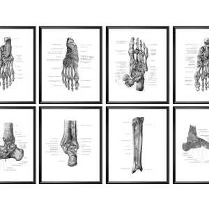 Pósteres etiquetados de los huesos del pie humano. Impresión de la estructura del pie. Tendones y ligamentos. Arte de los huesos del esqueleto. Regalo quiropráctico. Regalo ortopédico. Podología.