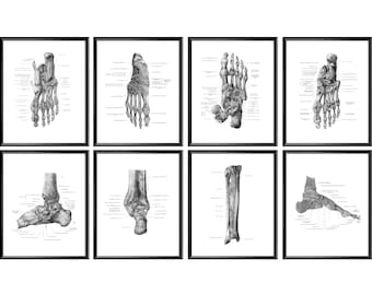 Può includere: Un set di otto illustrazioni anatomiche in bianco e nero del piede e della caviglia umani. Ogni illustrazione mostra le ossa del piede e della caviglia, etichettate con termini anatomici.