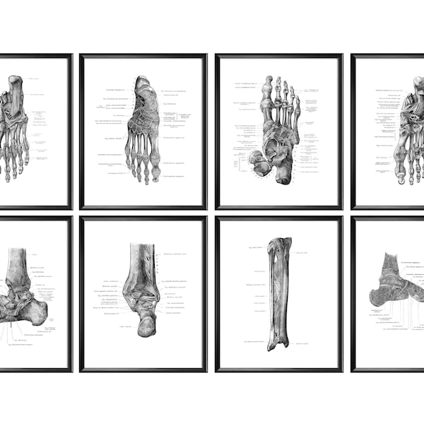 Human Foot Bones Labeled Posters Foot Structure Print Tendons and Ligaments Skeletal Bones Art Chiropractor Gift Orthopedic Gift Podiatry