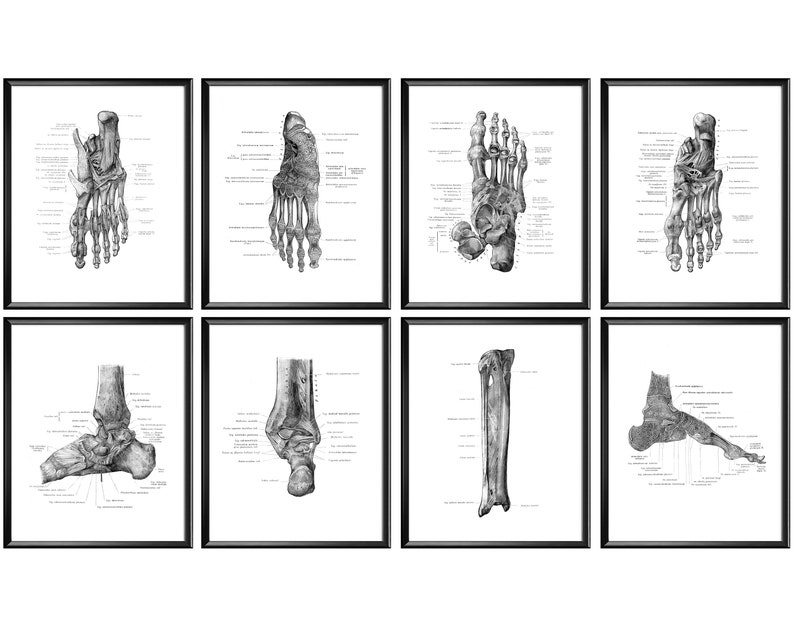 Human Foot Bones Labeled Posters Foot Structure Print Tendons and Ligaments Skeletal Bones Art Chiropractor Gift Orthopedic Gift Podiatry image 1