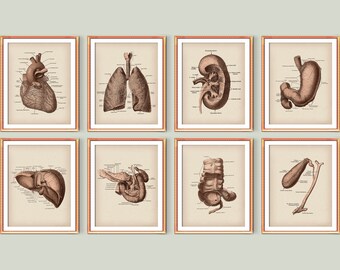 Anatomical Organs Medical Poster Set Human Anatomy Art Print Anatomical Heart Lungs Liver Pancreas Gal Bladder Appendix Wall Art