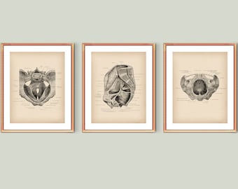 Muscles of Pelvic Floor Poster Set 3 Female Anatomy Medical Decor Human Anatomy Education Gynecologist Office Decor Clinic Wall Art